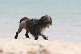 PETIT CHIEN LION 143